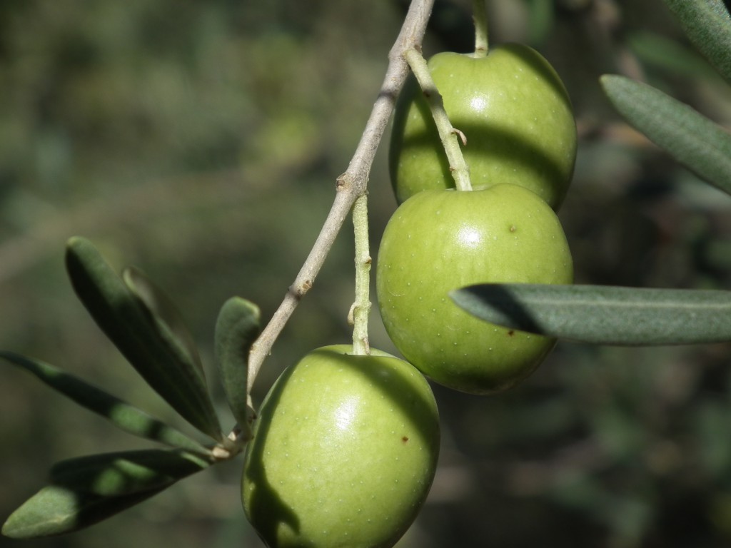 Olive tonda iblea