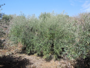 Alberi di Nocellara Etnea a Bronte